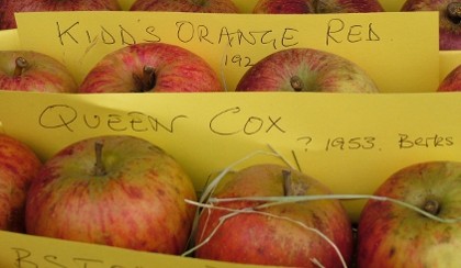 apples apples