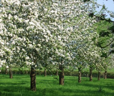 somersetappleblossomorchards somersetappleblossomorchards