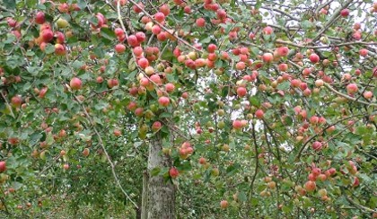 vintageappleorchard vintageappleorchard