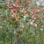 vintageappleorchard vintageappleorchard