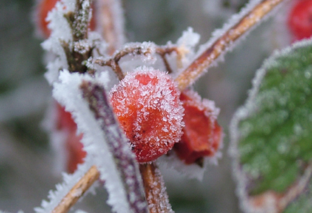 Frosty Frozed Berries - winter walking
