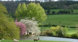 Spring views in Wiltshire