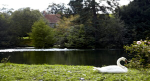 Swan by the Pond in Wiltshire