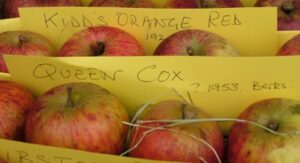 Somerset Cider Apples