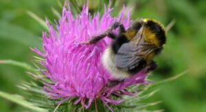 Bumble Bee on Thistle in Somerset