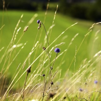 Summer Walking Holidays