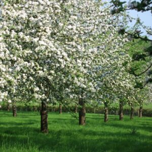 Somerset Apple Orchards & Blossom
