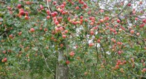 Somerset Apple Orchards