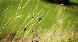 wildmeadowdorset