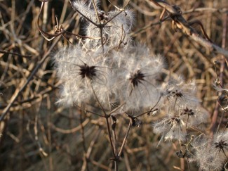 Old Man's Beard, Wiltshire