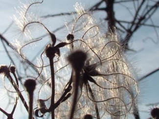 Old Man's Beard, Wiltshire