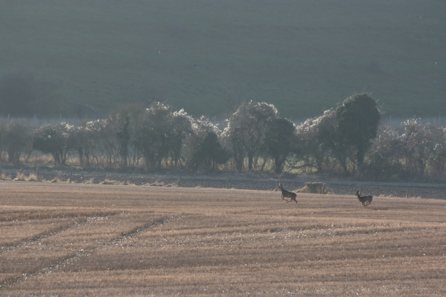 Deer in the chalke valley