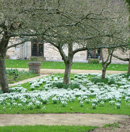 snowdropgarden