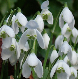 snowdropsinthecotswolds