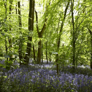Spring Bluebell Woods