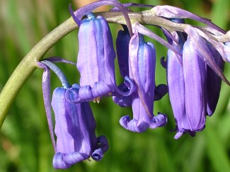 bluebellwalkswiltshire