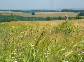 Dorset Meadows