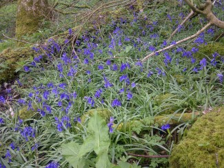 Bluebell walk - Foot Trails