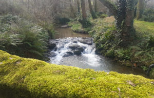 View of a Devon stream