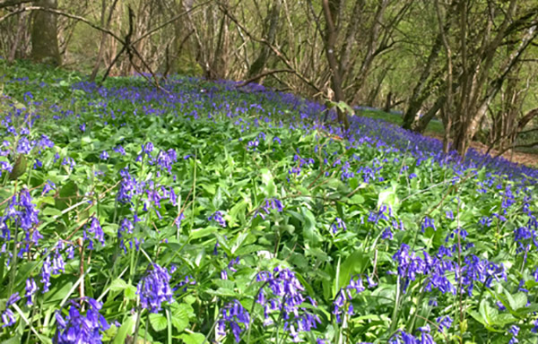 Walking through a bluebell wood in the spring