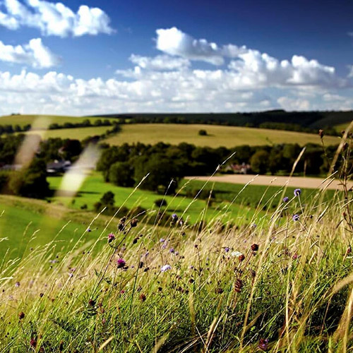 View of the Wiltshire countryside