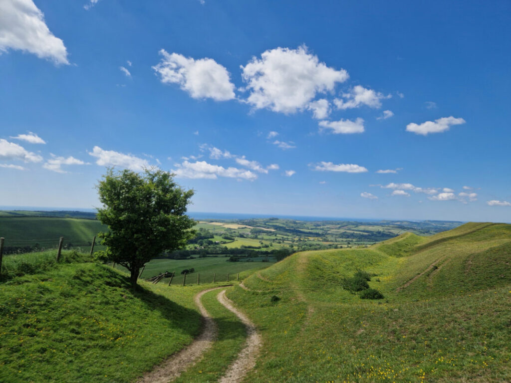 A path winds its way through rolling countryside. A single tree is next to the path and the sea is glimmering in the distance.