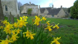 English spring daffodils