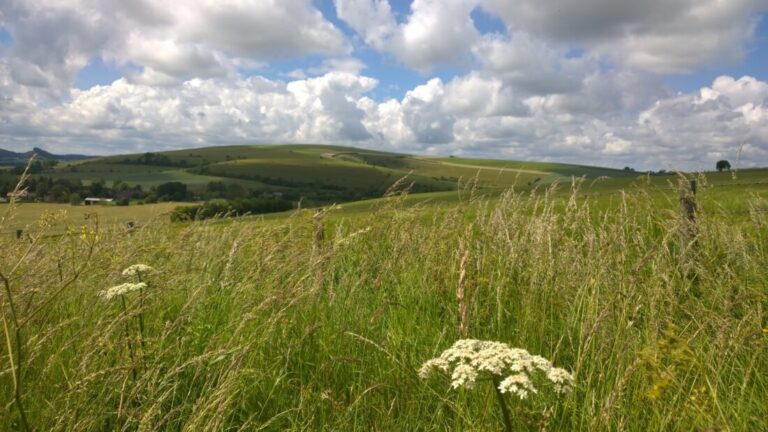 Rolling green landscape with cow parsley in foreground