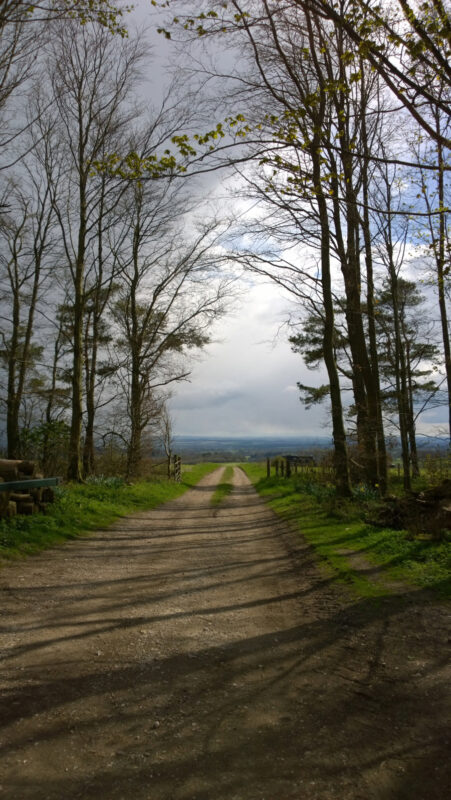 Country path and trees in Wessex