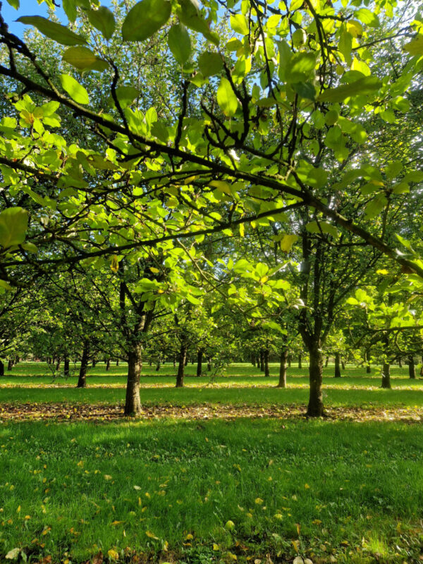 Light falling through leaves in apple orchard