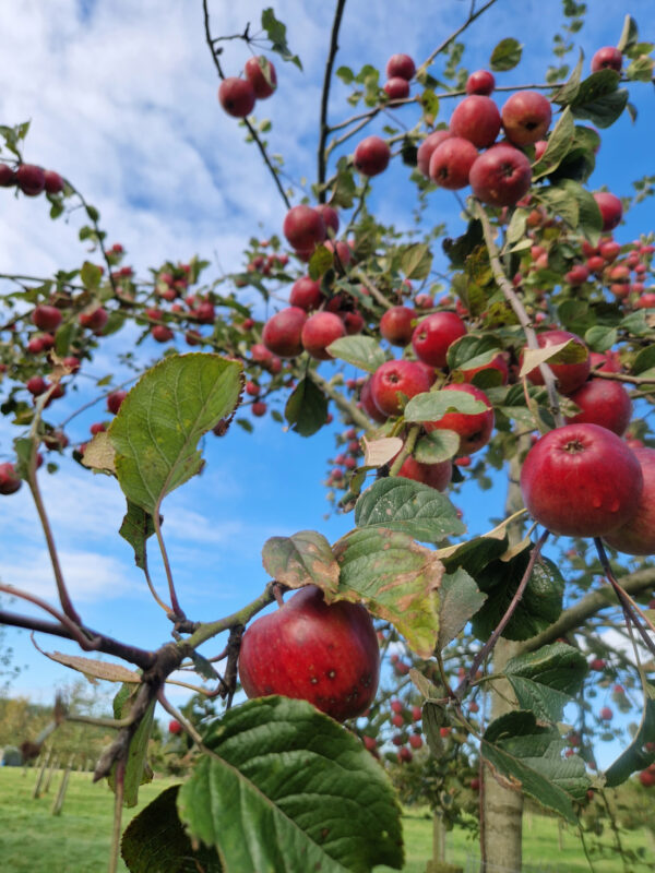 Apple tree laden with red apples