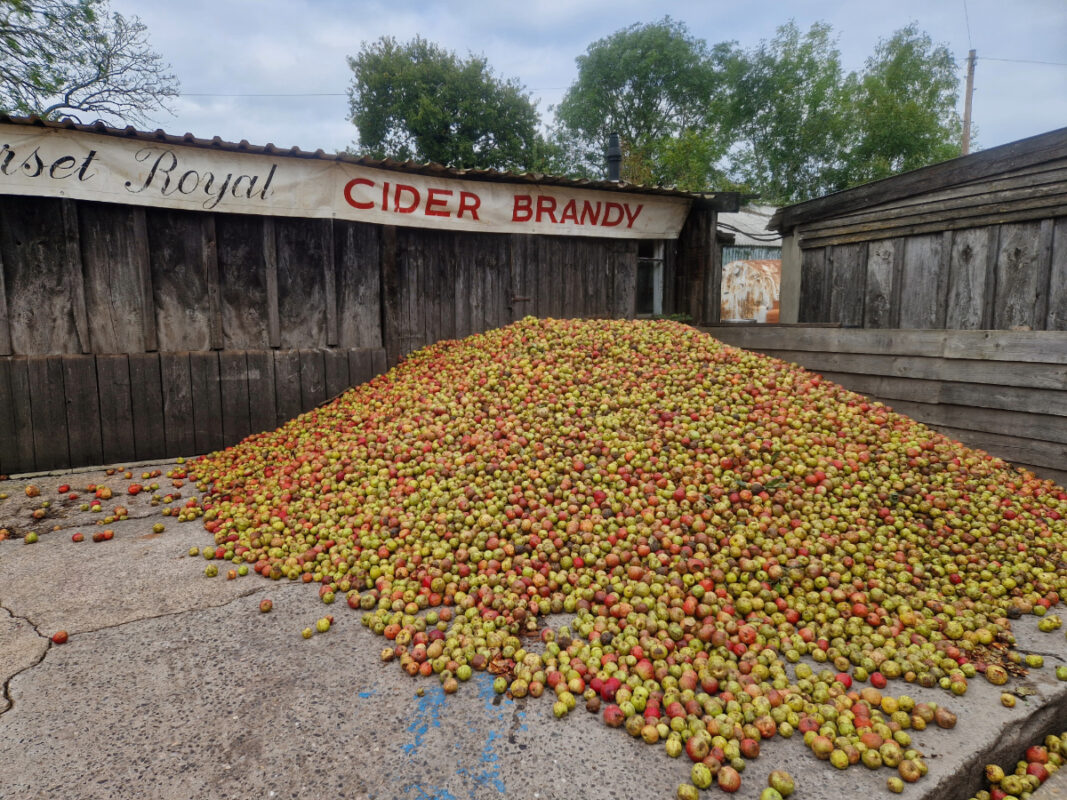 Large pile of apples in a cider farm yard