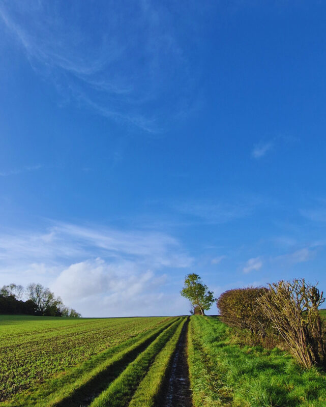 Photo uphill through a field with a tree on the horizon on the way to Whitesheet Hill