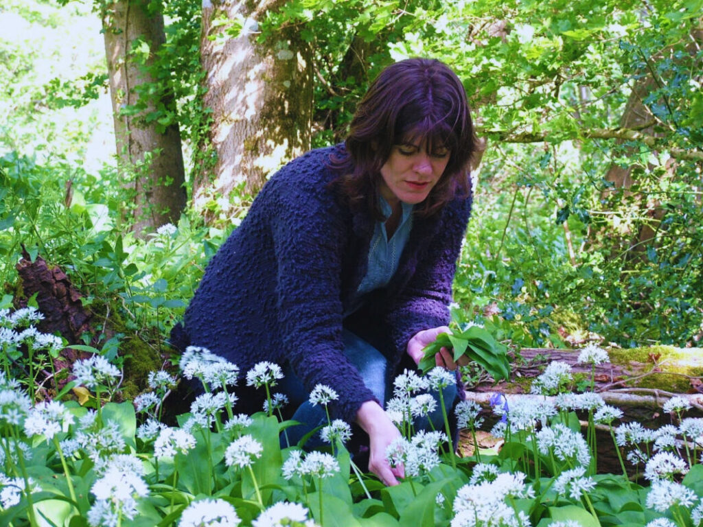 Picking wild garlic