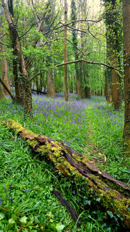 Bluebell woodland