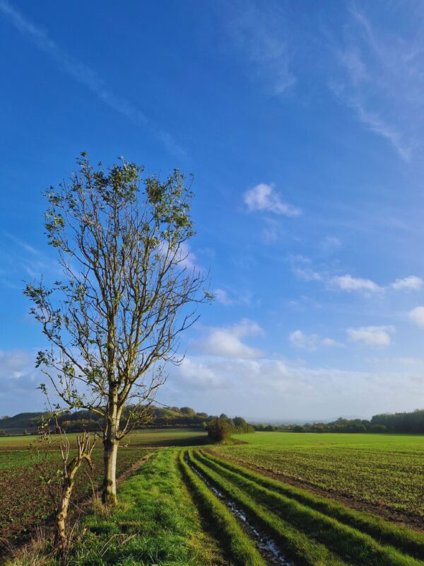 Tree in a field near Whitesheet Hill