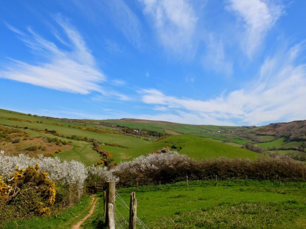 Coast path with view of fields and hawthorn blossom