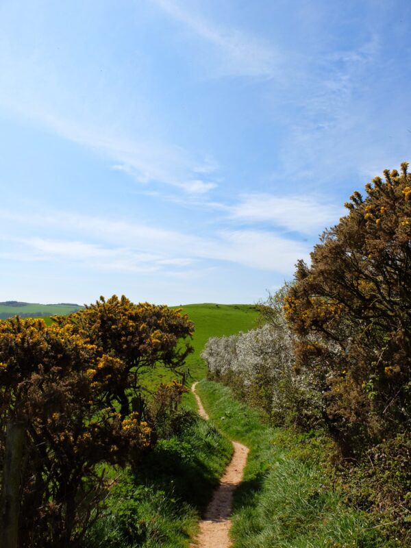 Coast path through gorse and hawthorn