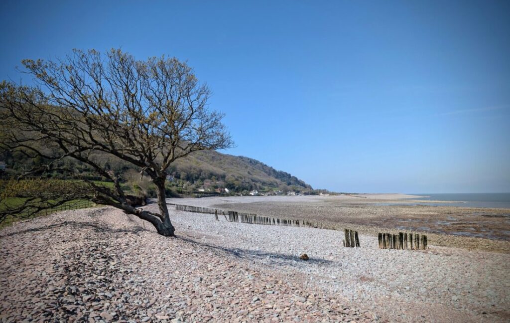 View of a pebble beach with a bare tree off to the right