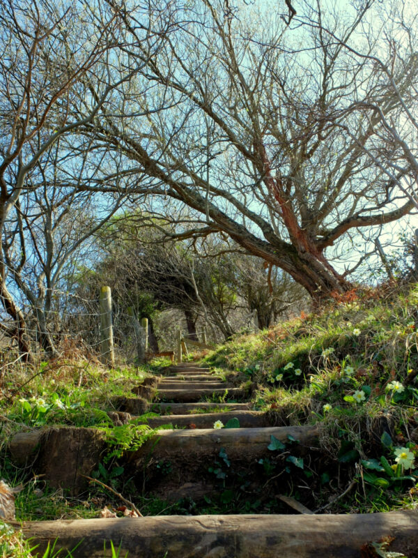 Steps with primroses