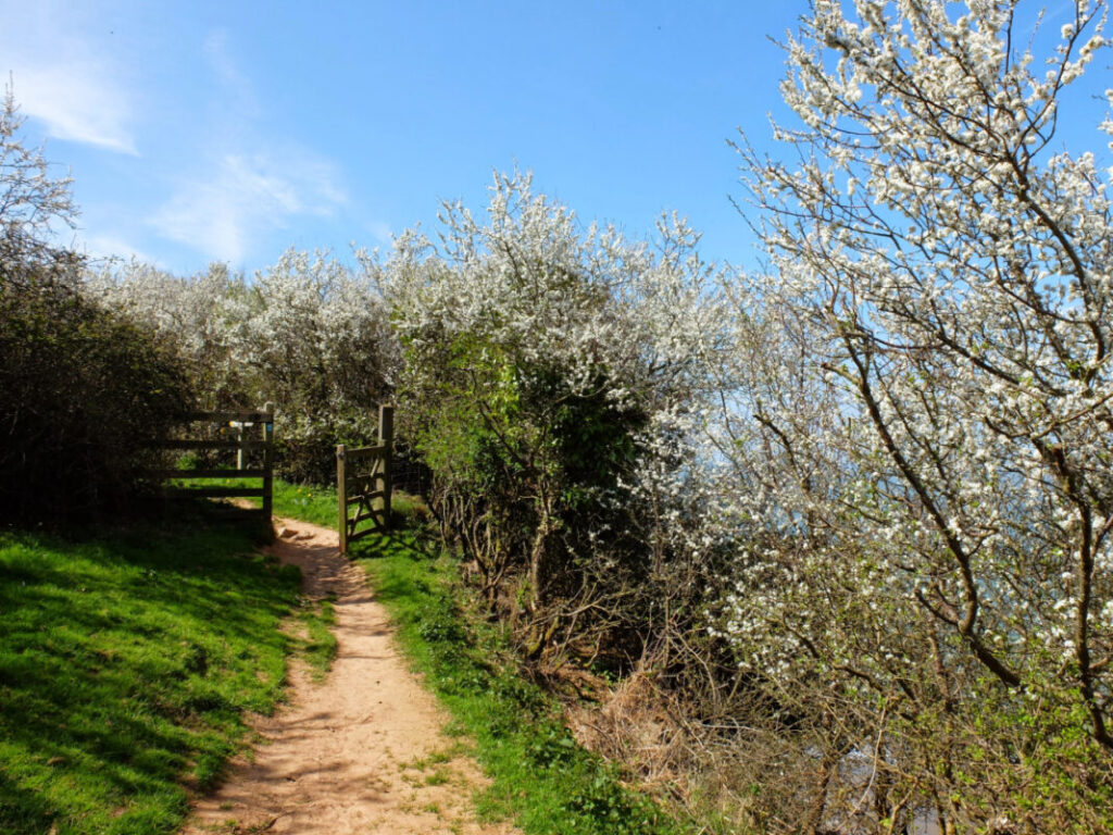 Coast path with hawthorn blossom