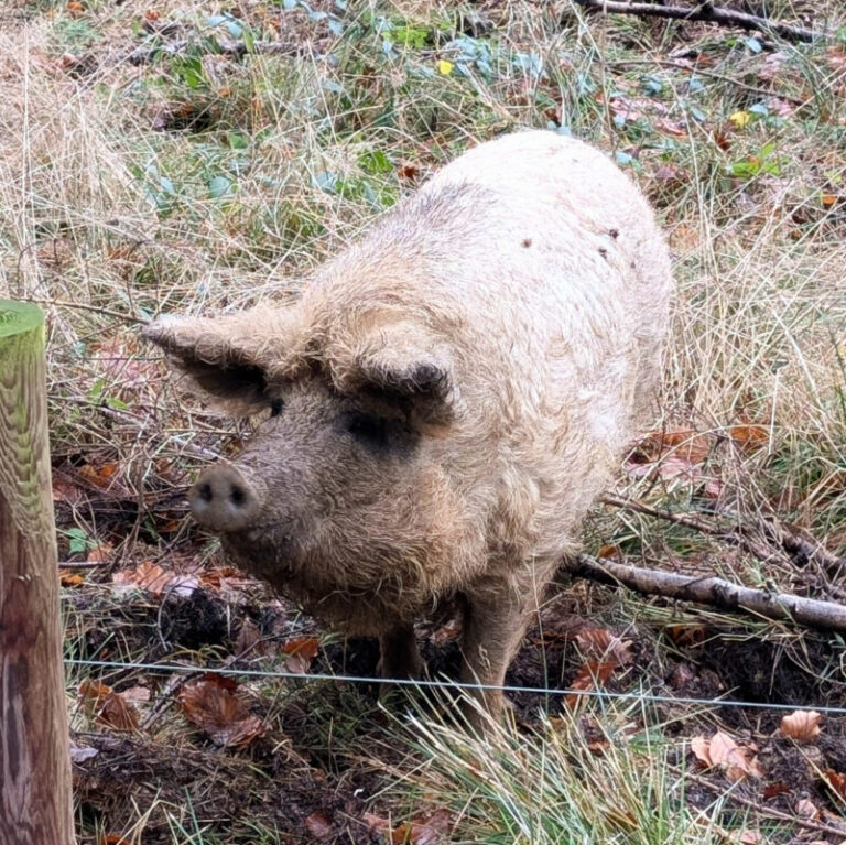 A woolly Cotswolds pig