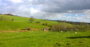 Rolling Cotswolds hills with sheep