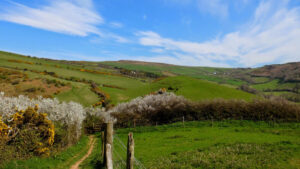 Footpath on the coast in spring with hawthorn blossom