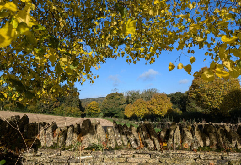 Drystone wall with golden autumn leaves hanging above