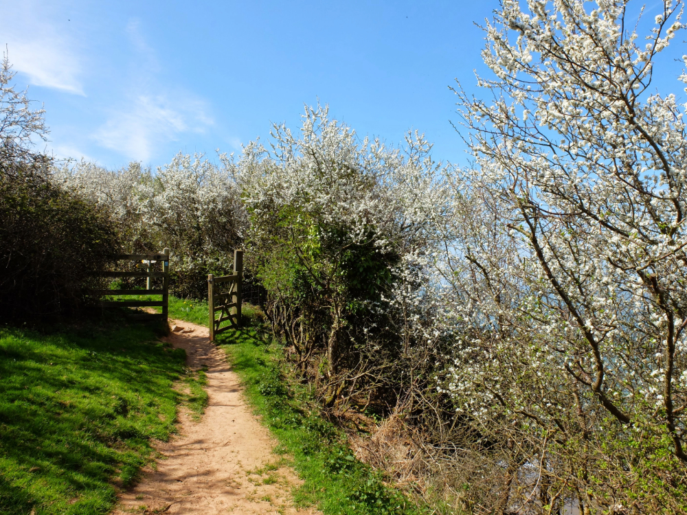 Coastal path in spring with stile and hawthorn blossoms