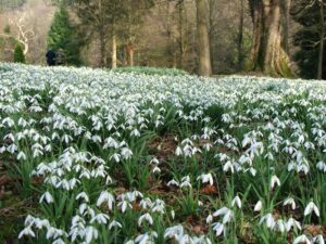 Snowdrops in woodland