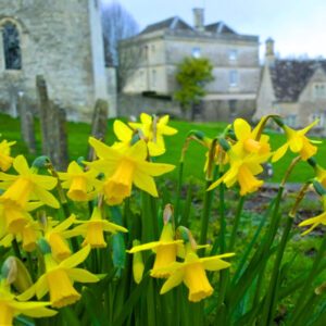 Daffodils in front of old houses