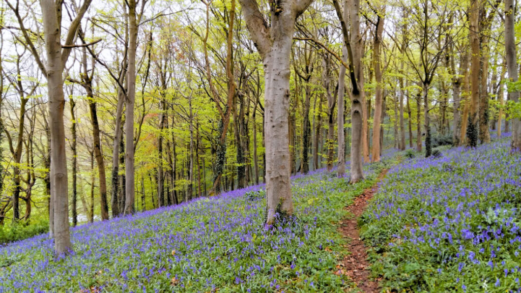 Bluebells in woodland with a path