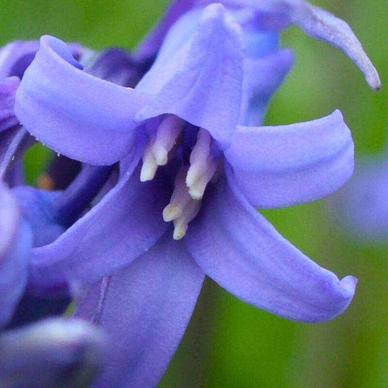 Closeup of single bluebell flower